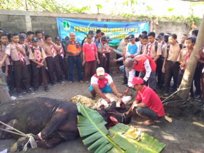 Hari Qurban - Penyembelaian Sapi dan Kambing