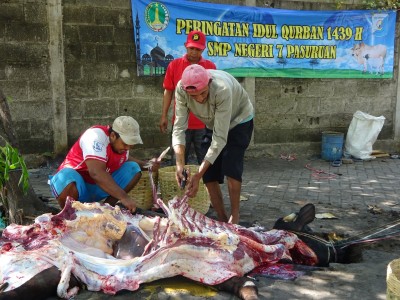Hari Qurban - Sapi